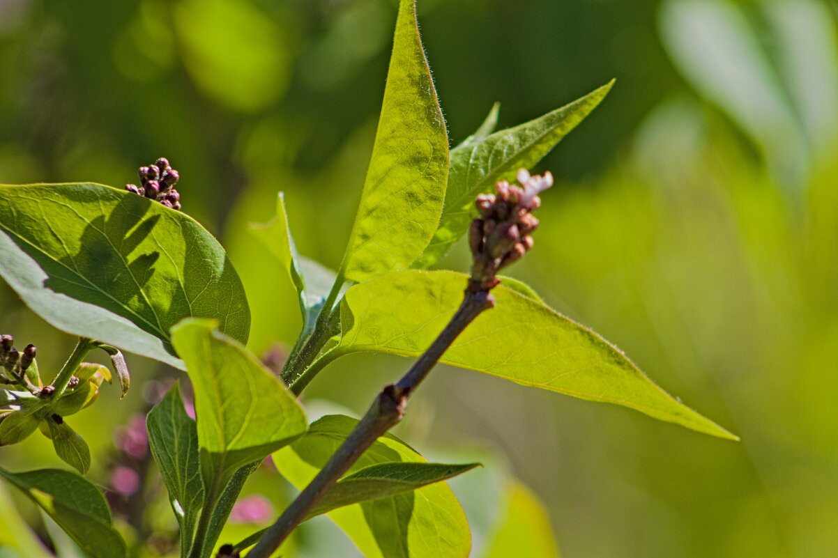 зелень - Giant Tao /
