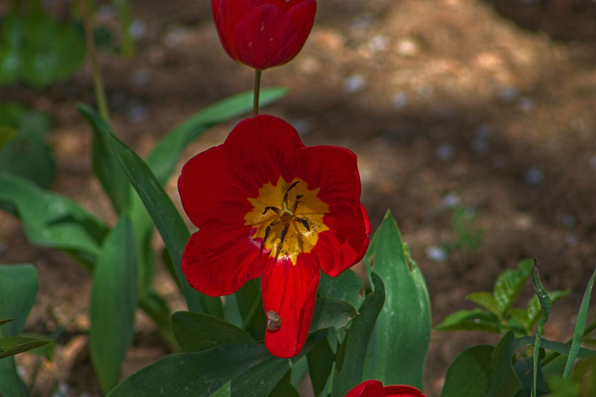 Колыбельная - Giant Tao /