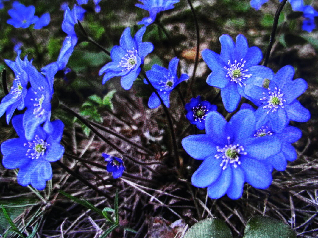 Печёночница - Людмила Смородинская