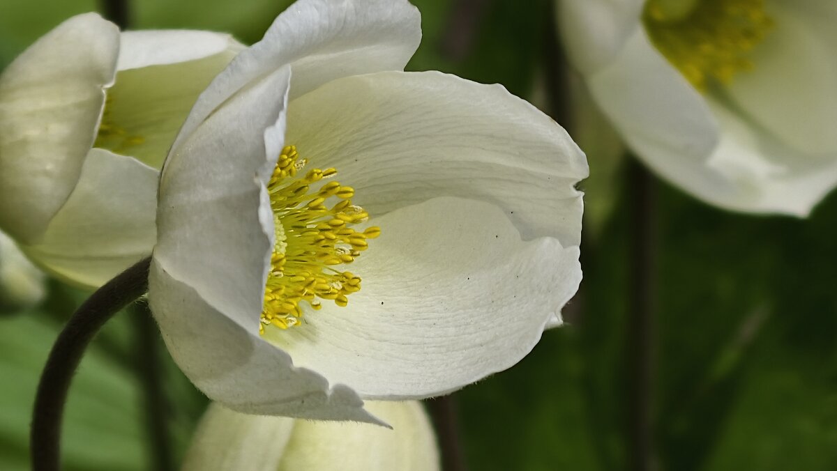 Ветреница - Мариша Тим