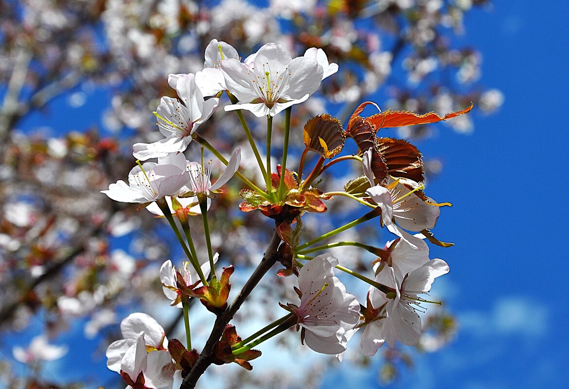 Вот она какая , вишня горная ! - Анатолий Колосов