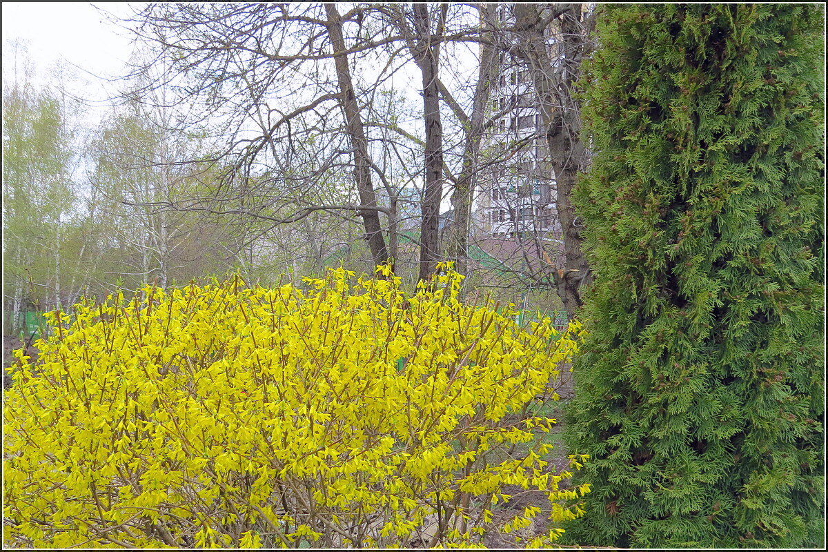 Форзиция - Сеня Белгородский