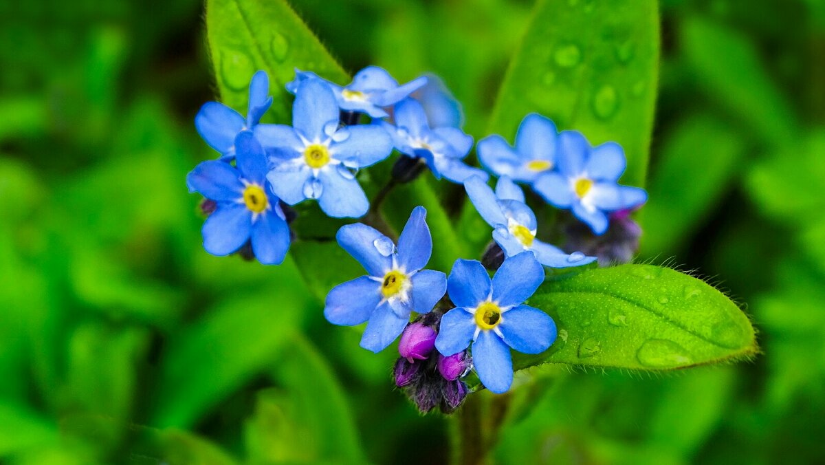 Незабудки в городе. - Милешкин Владимир Алексеевич 