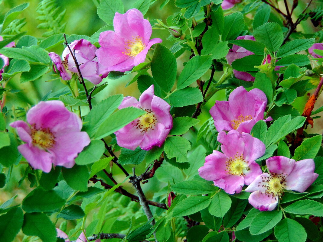 Про шиповник. - nadyasilyuk Вознюк