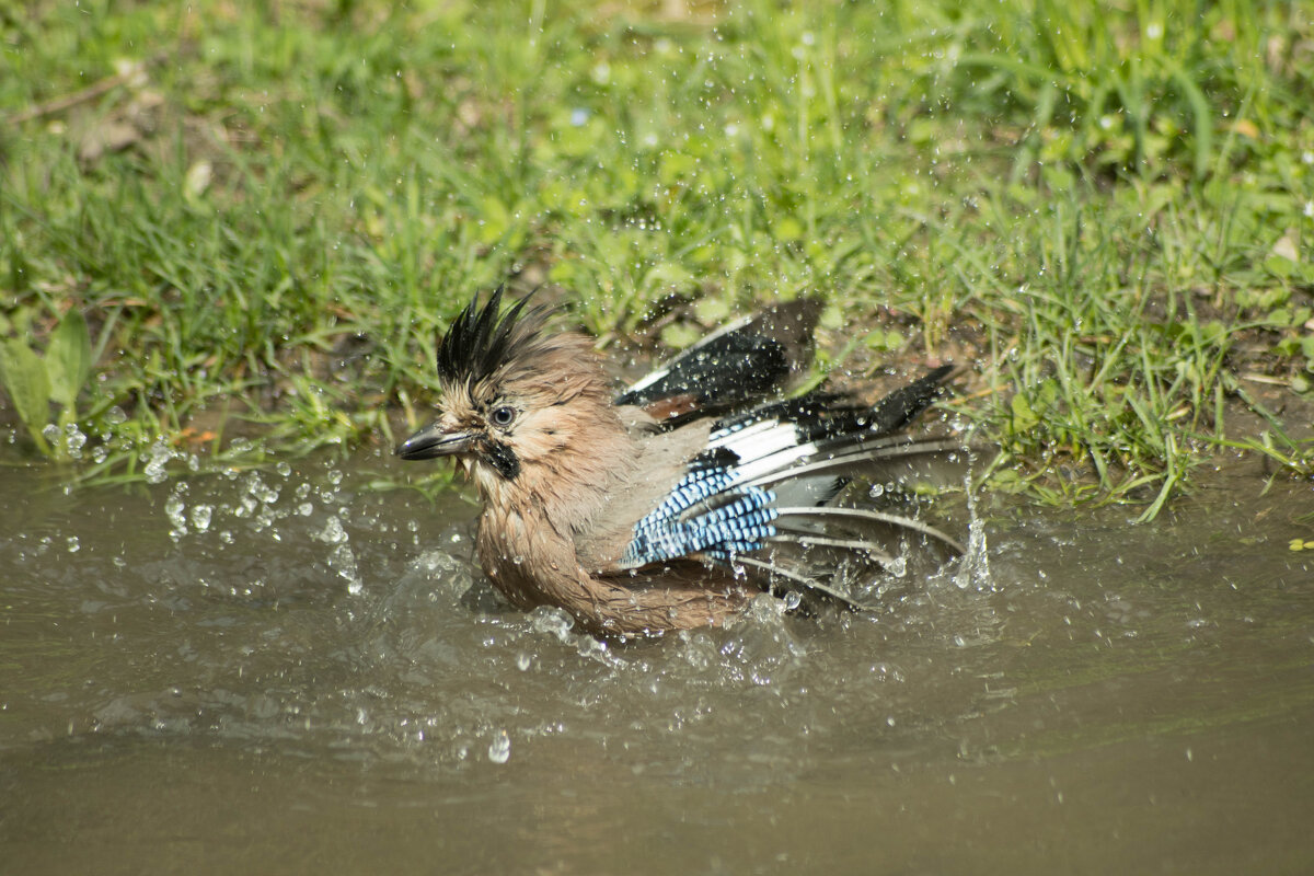 Освежилась - Павел 