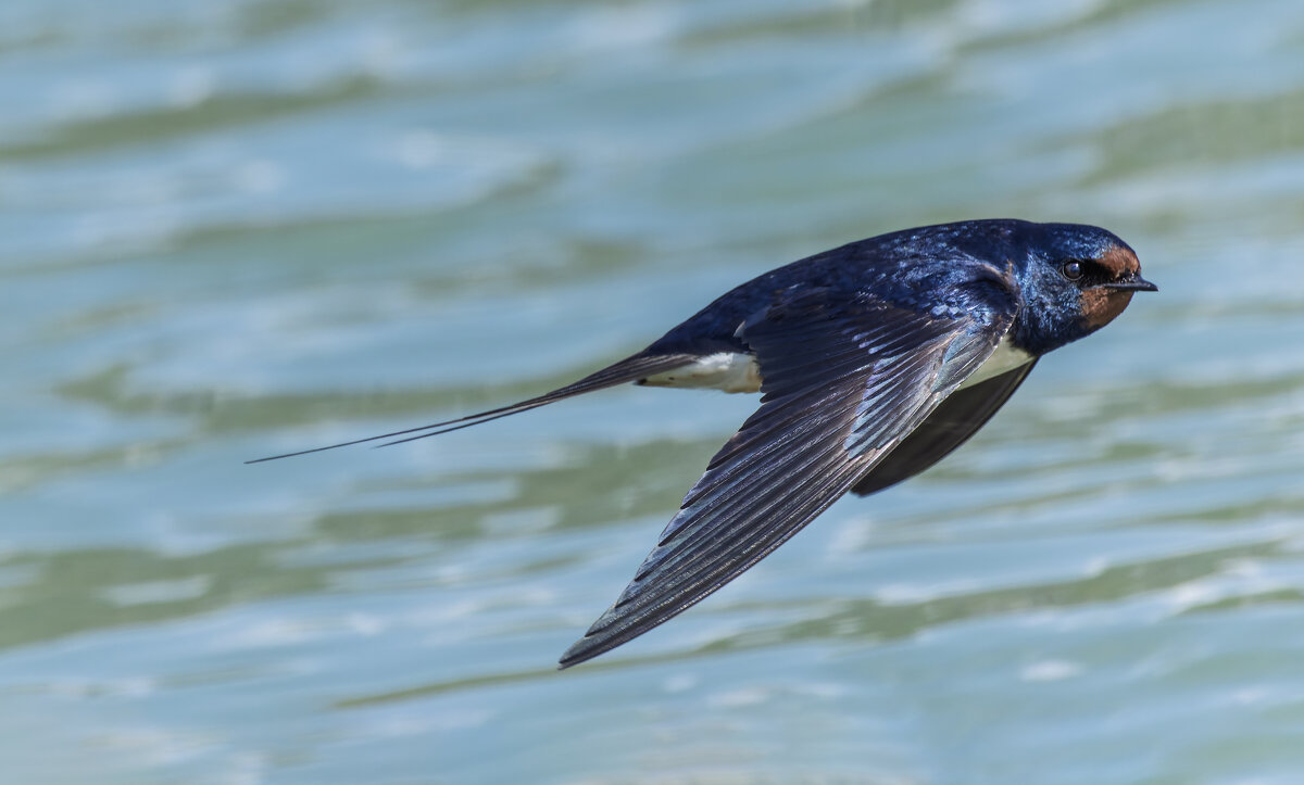 ласточка деревенская. - юрий макаров