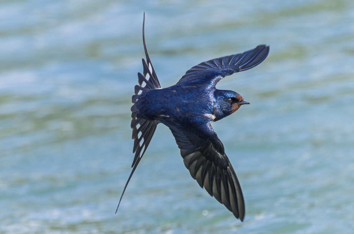 ласточка деревенская. - юрий макаров