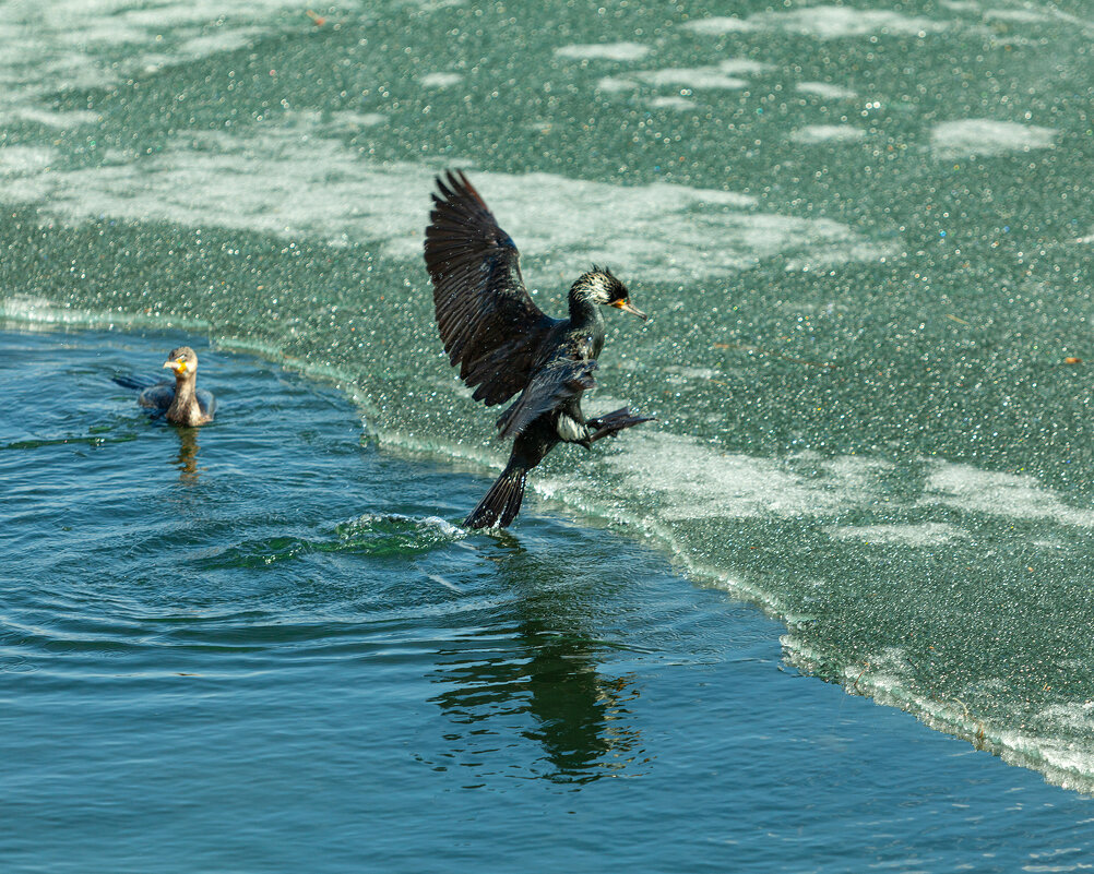 Баклан - Denis Doroshenko