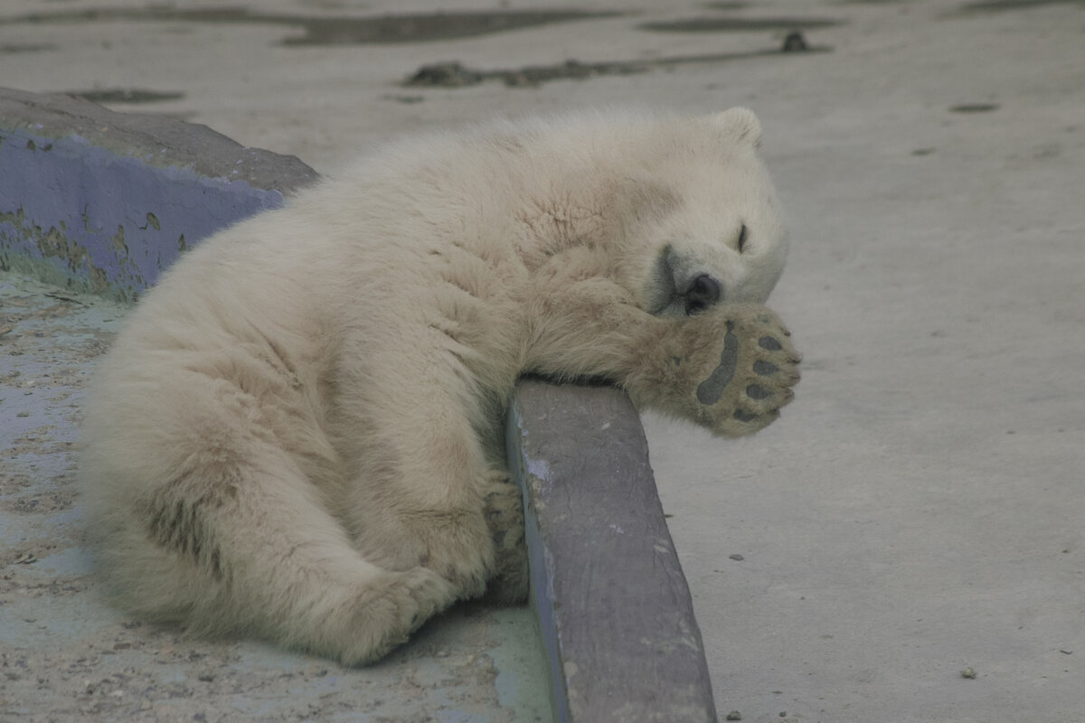 УМКА сладка спать - Уже ВЕСНА - Владимир Максимов