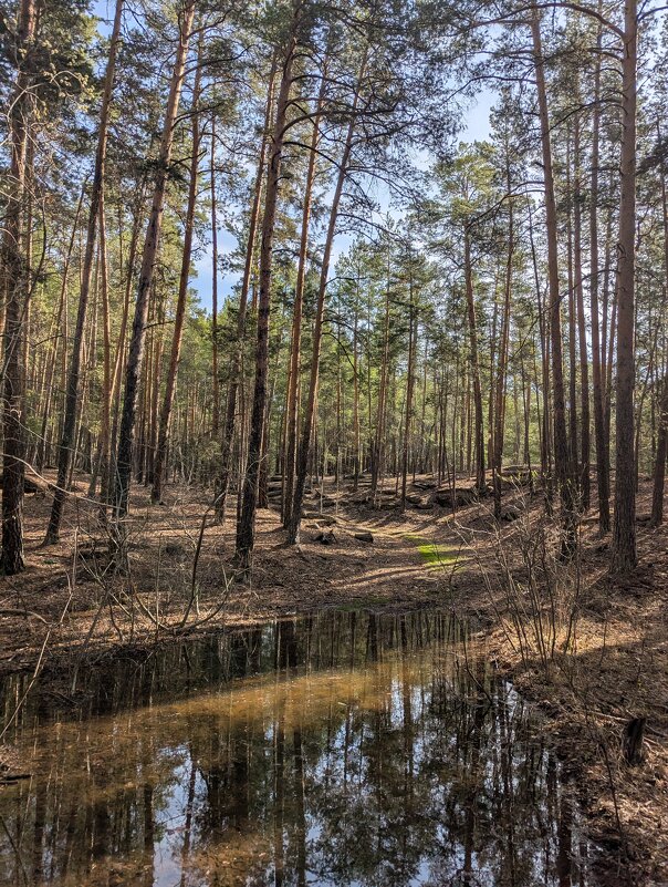 Сосновый бор - Андрей Хлопонин
