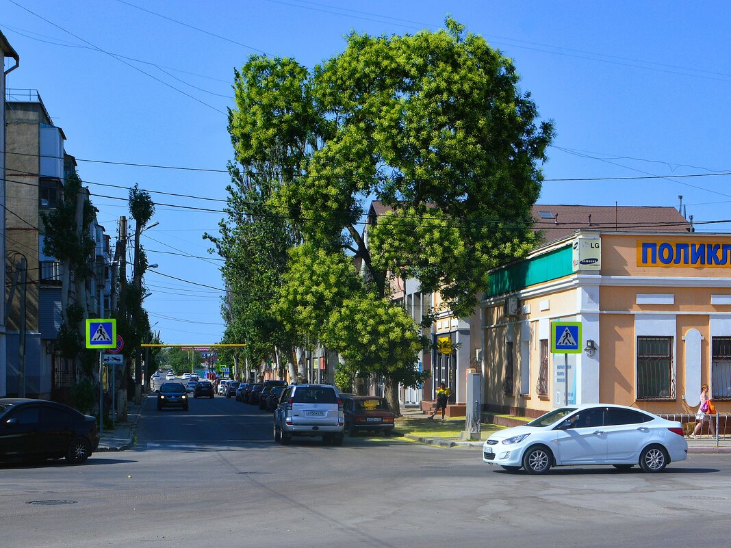 Керчь. Цветёт софора на улице Шлагбаумской. - Пётр Чернега