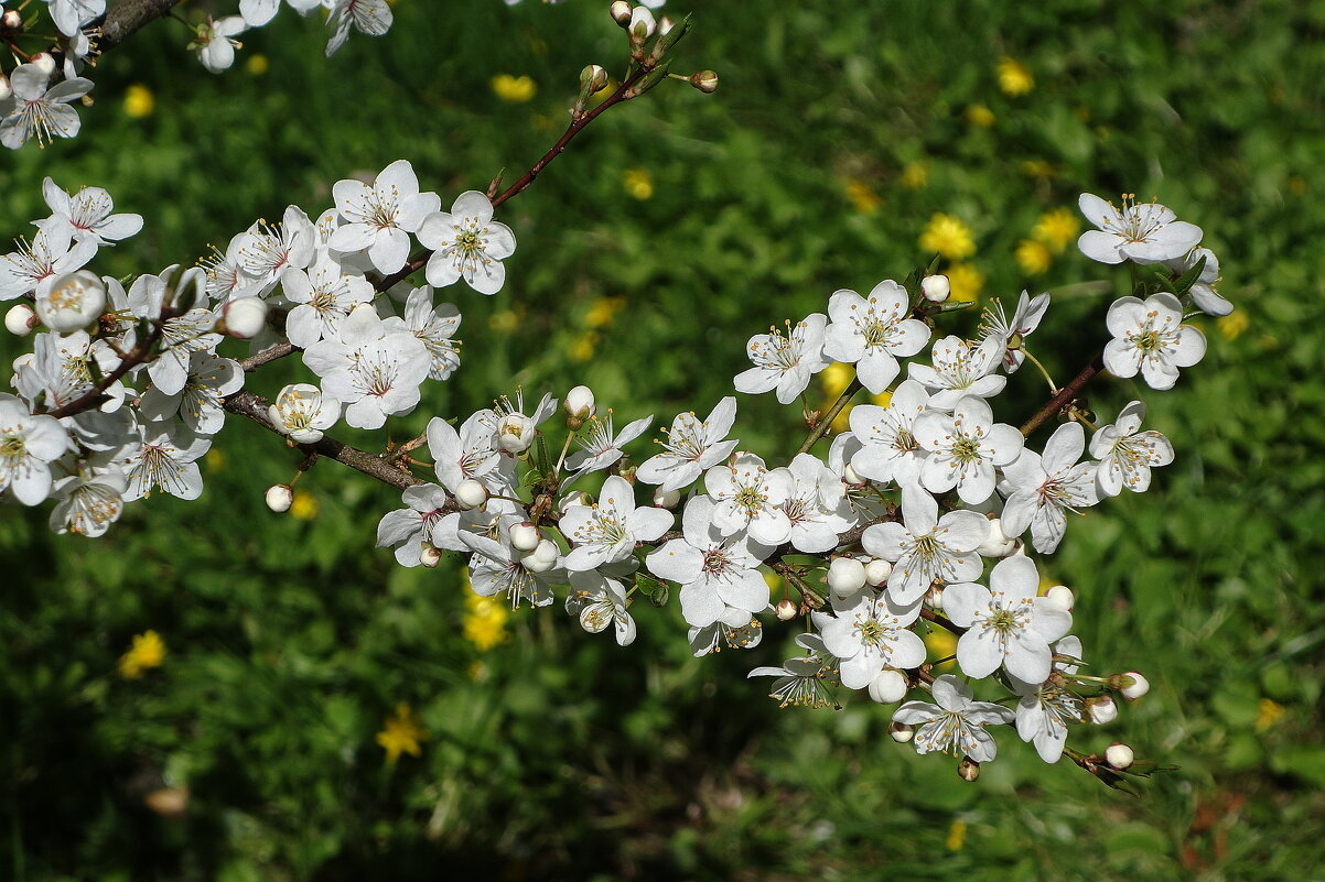Цветет Вишня обыкновенная - Рита Симонова