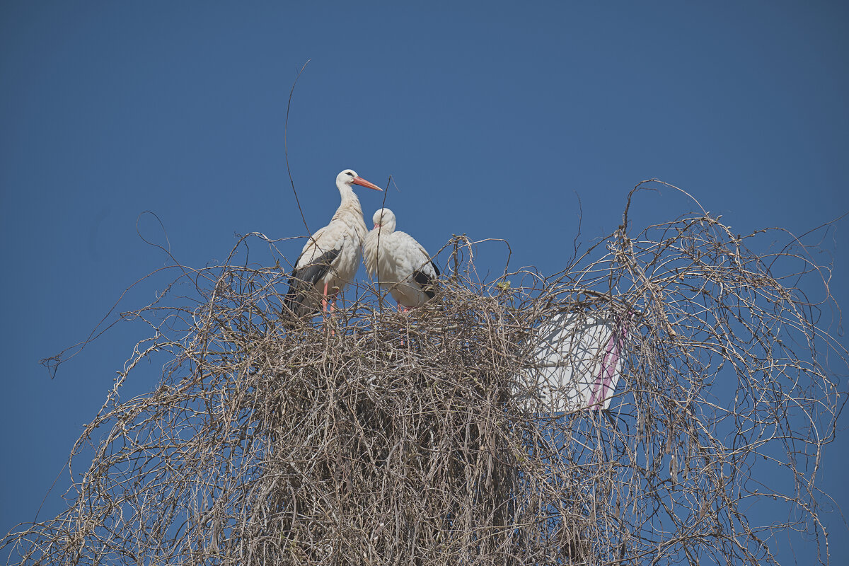 (°-°) - Jakob Dick