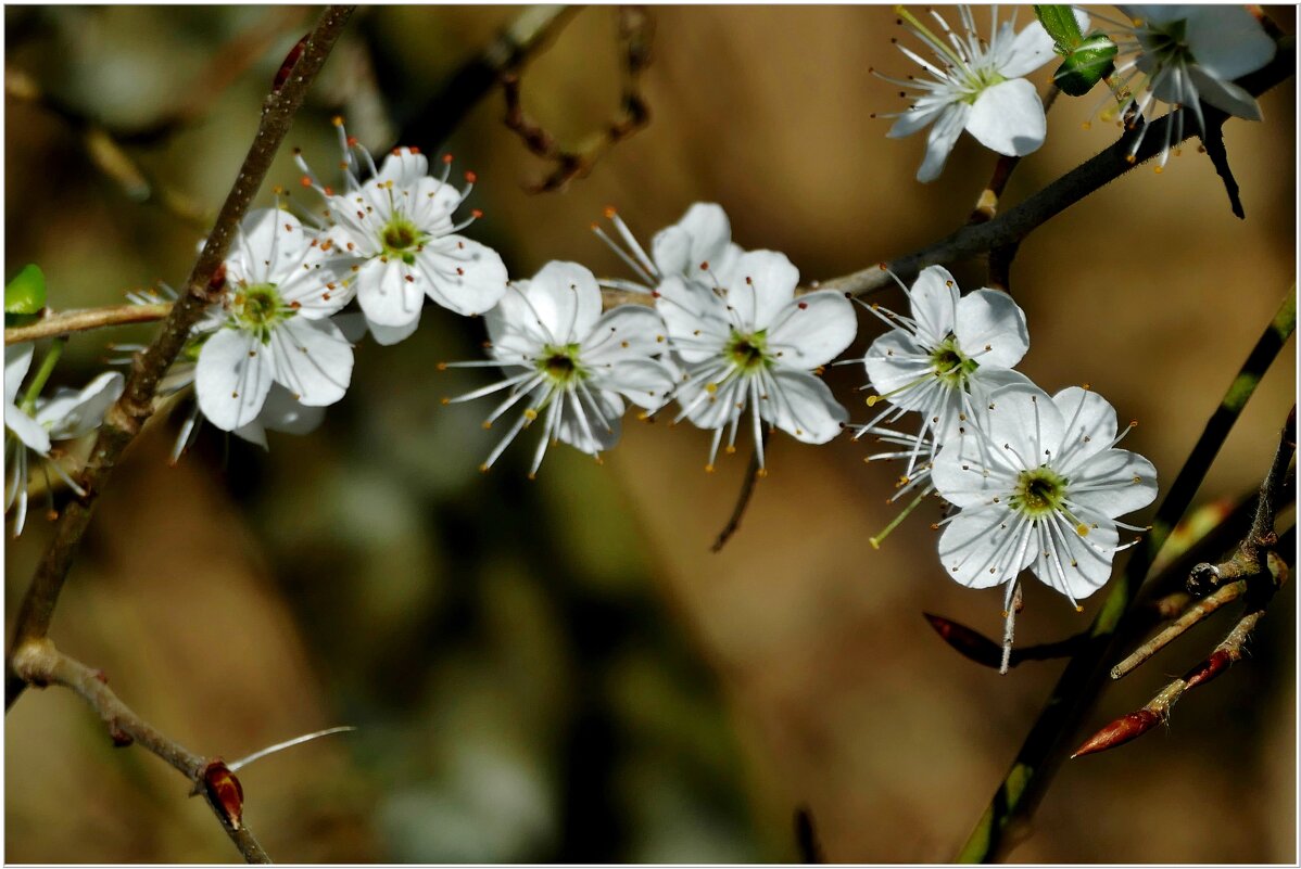 ЭТЮД... - Elvira E. 