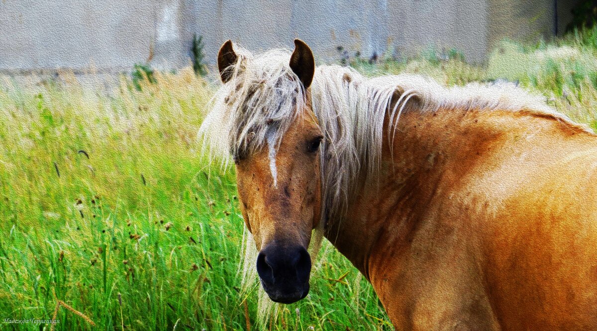 Рыжая - Надежда Чернецкая