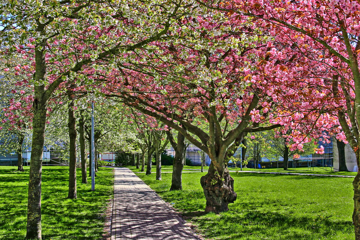 Под сенью цветущих деревьев - Андрей K.