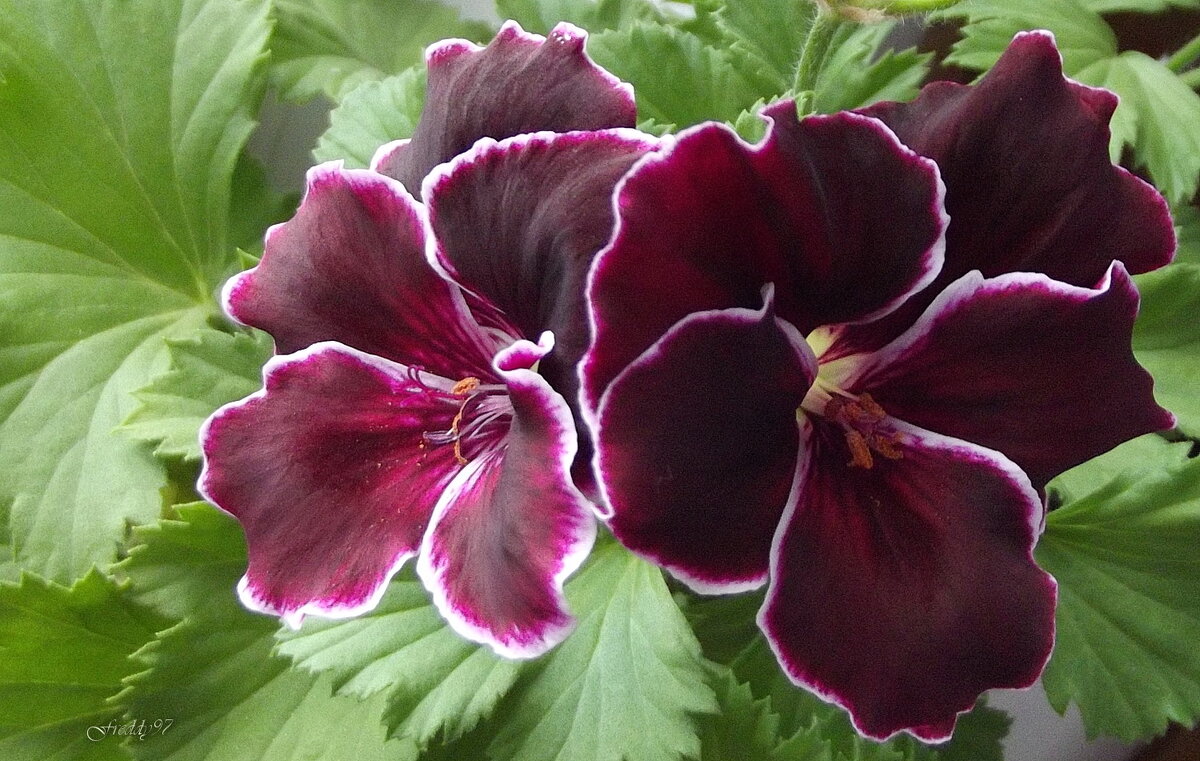 Королевская пеларгония - Freddy 97