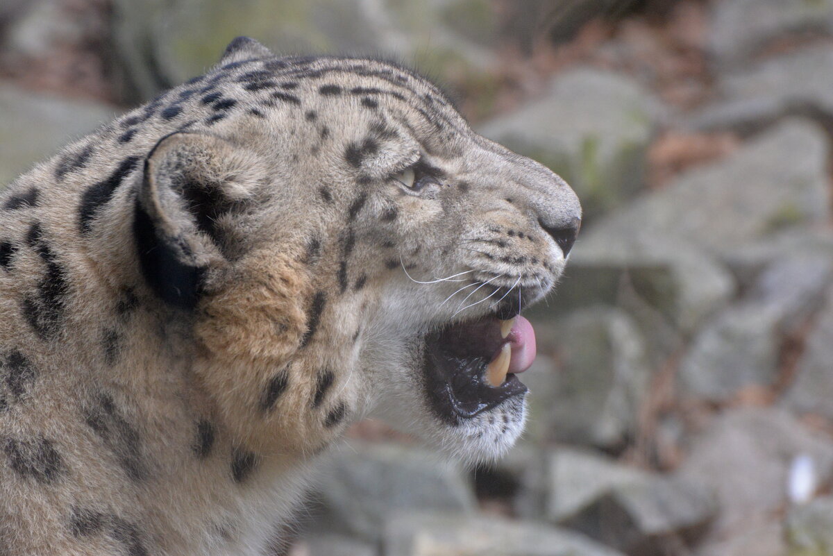 лейпциг2026 - Алексей Короткевич