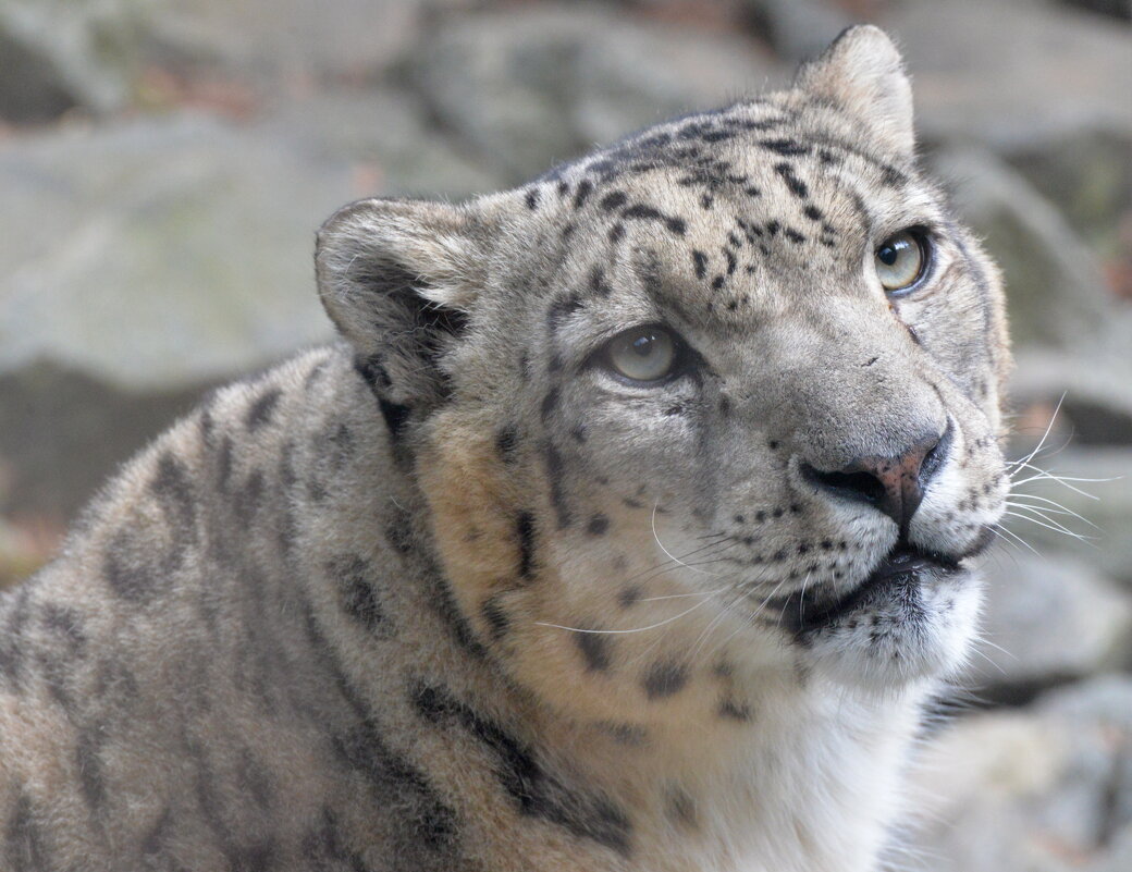 лейпциг2026 - Алексей Короткевич