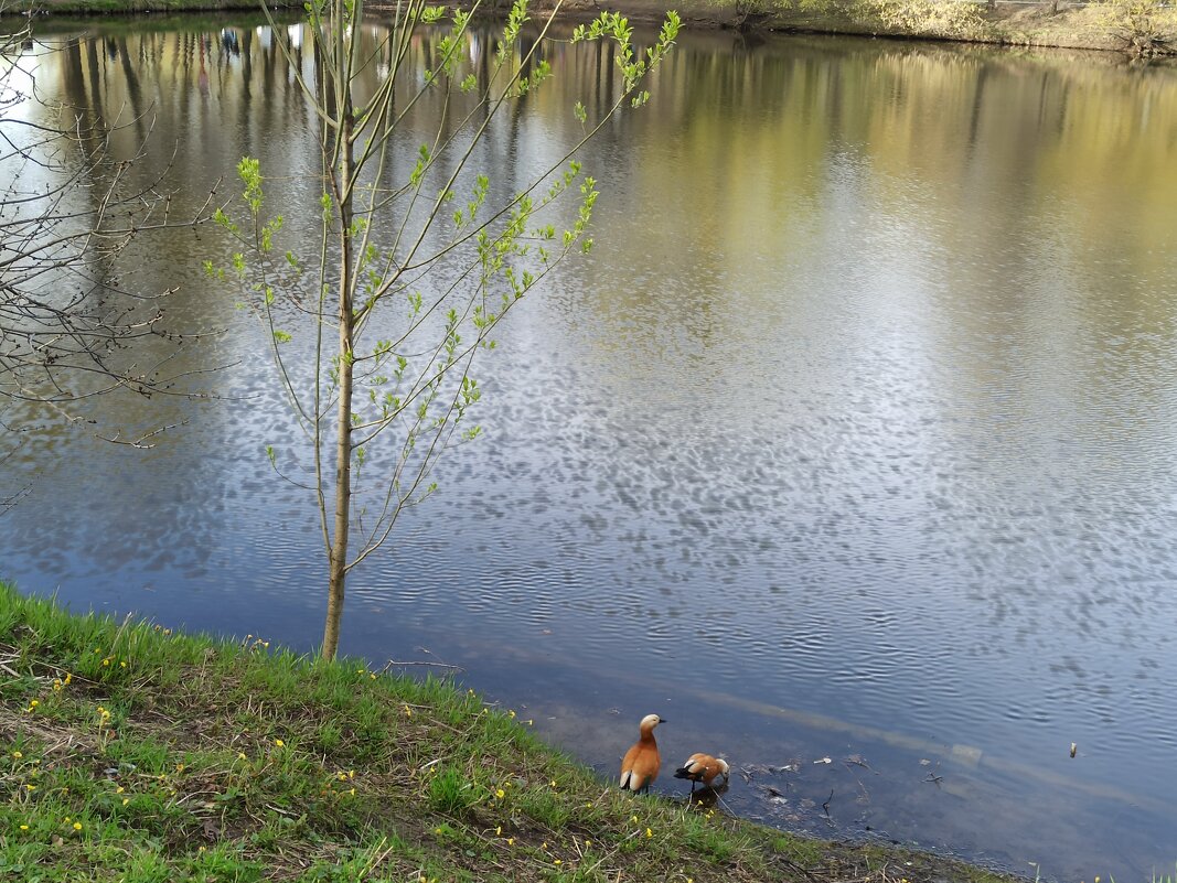 Приметы весны - Галина 