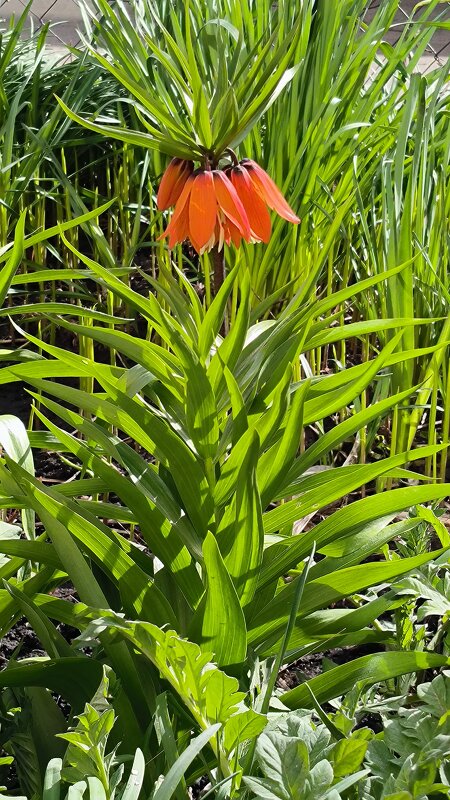 Королевский рябчик. - Ольга 