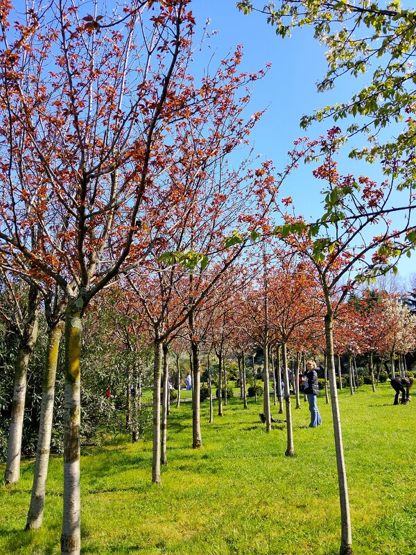 Цветение сакуры - Tata Wolf