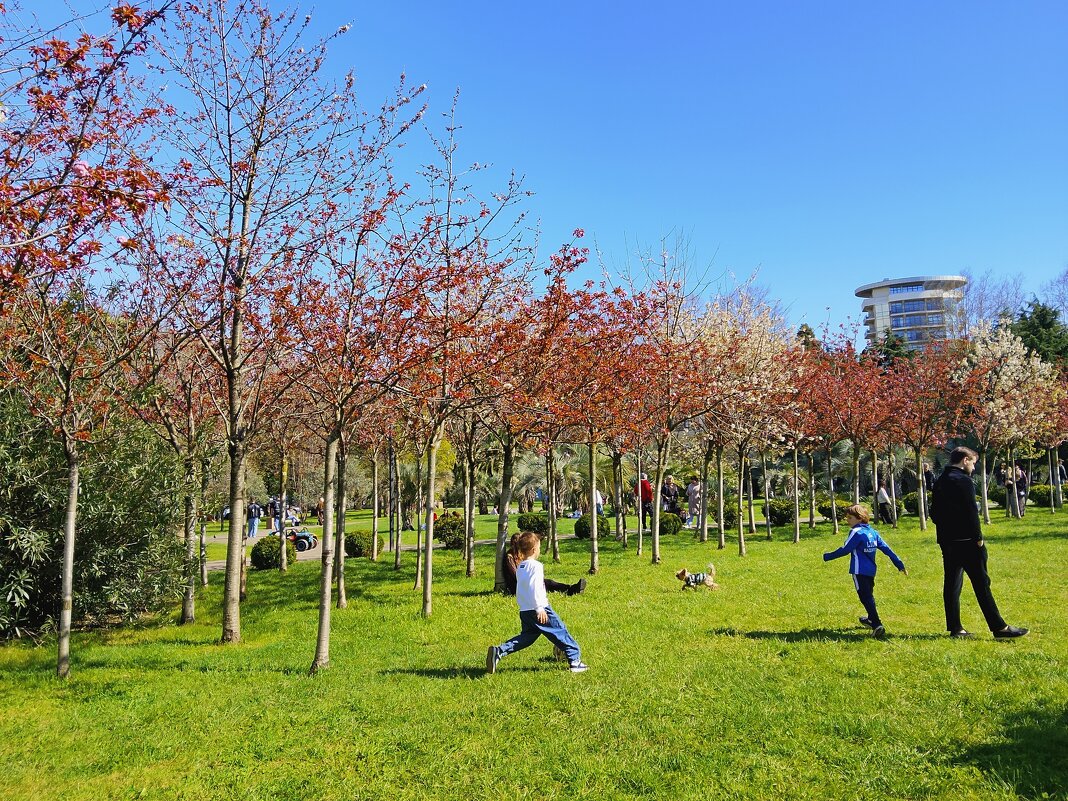 Цветение сакуры - Tata Wolf