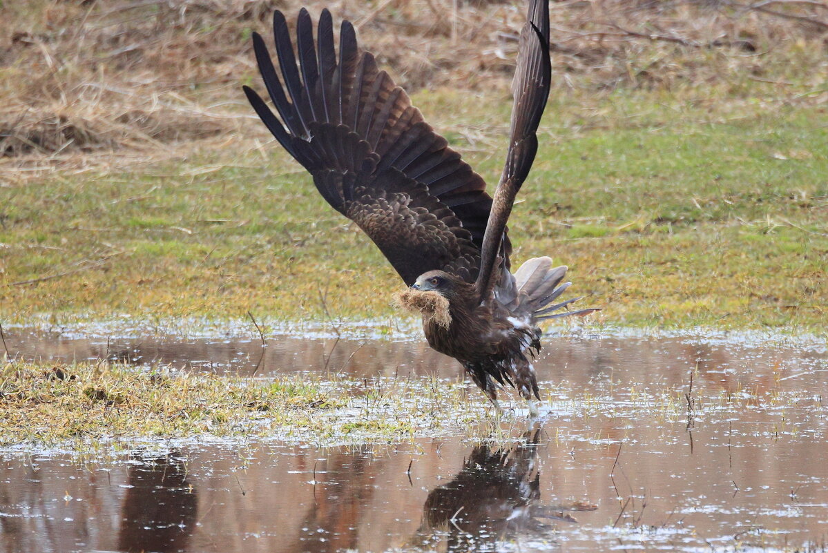 *** - Владилен Панченко