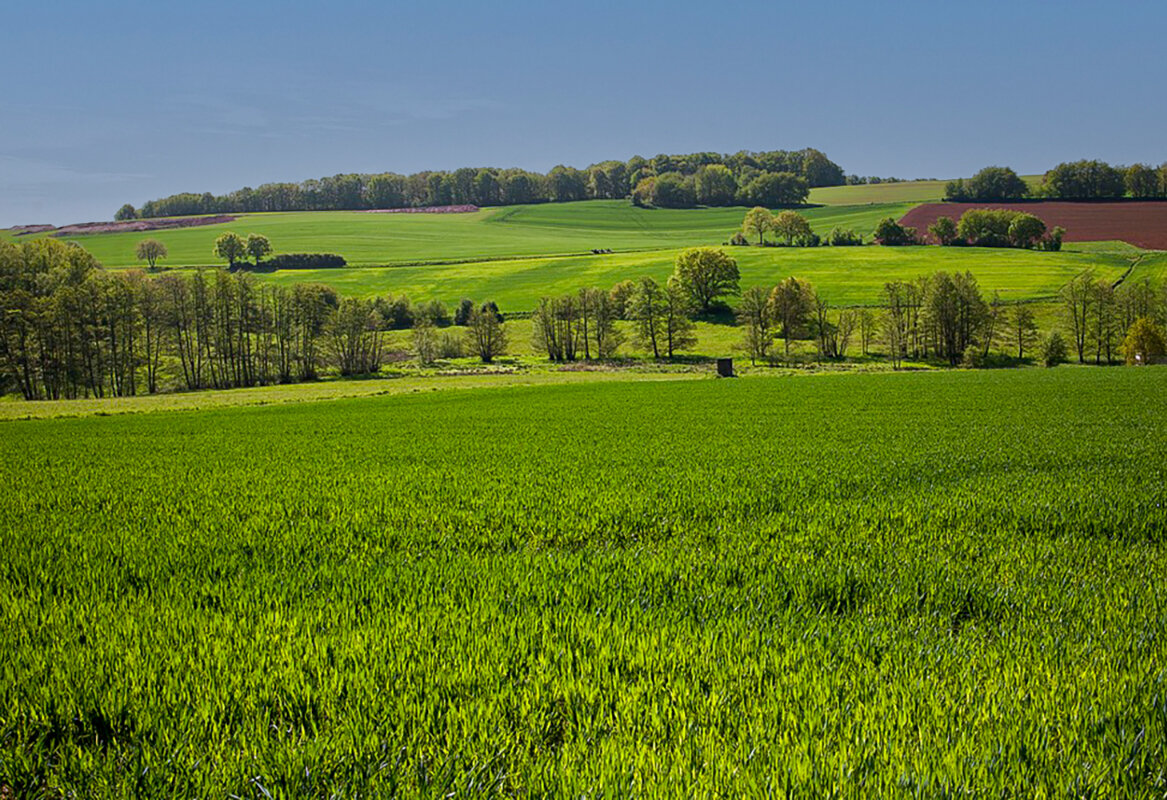 Весенние поля. - Lucy Schneider 