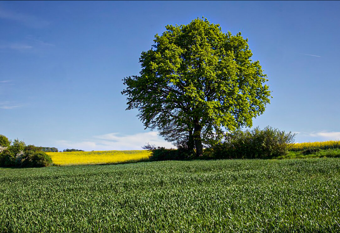 На краю поля. - Lucy Schneider 