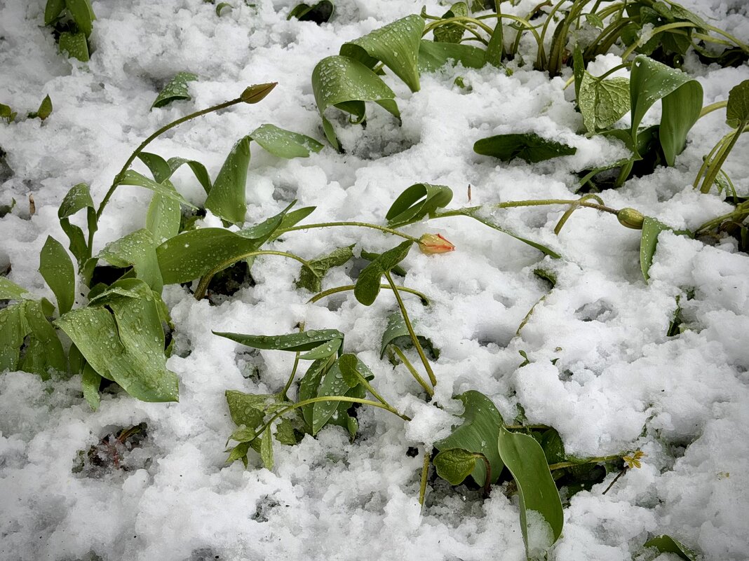 Апрельским днем 27.04.26г - Любовь 