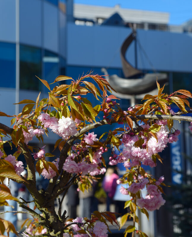 У музея Мирового океана. - Константин Белоногов