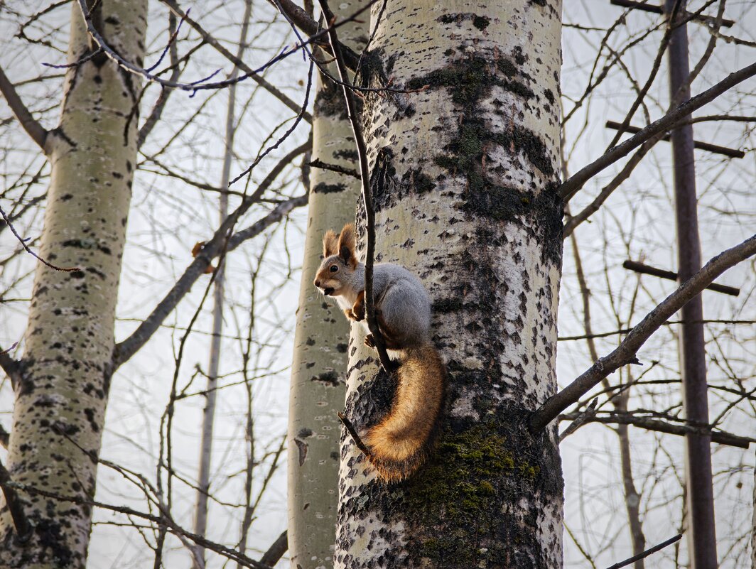 Белочка - Александр 