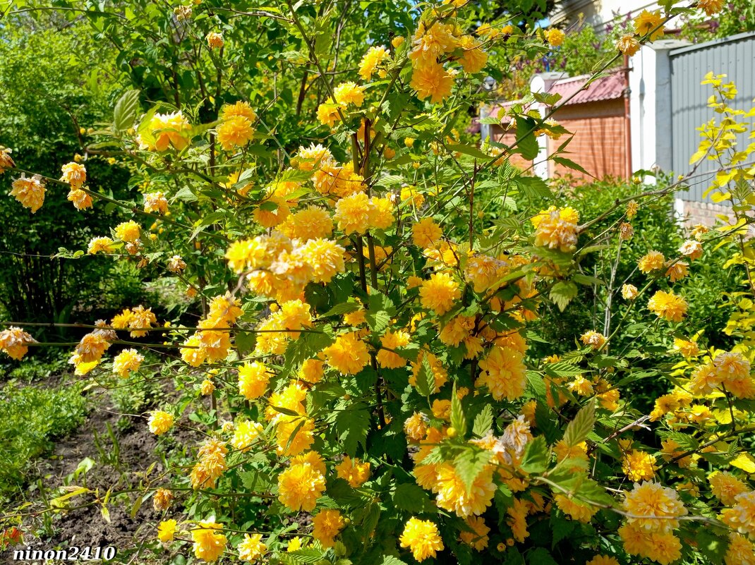 Керрия японская - Пленифлора - Нина Бутко