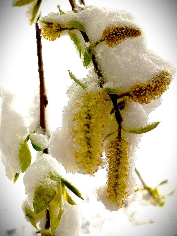 55 летний рекорд погоды 27.04.26г.(2) - Юрий Журавлев