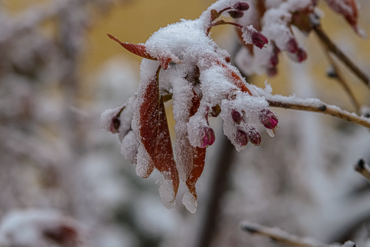 Сакура. - Николай 