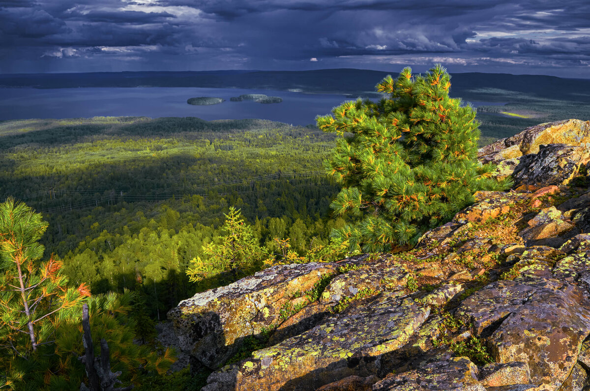 Кедр. - Юрий кот