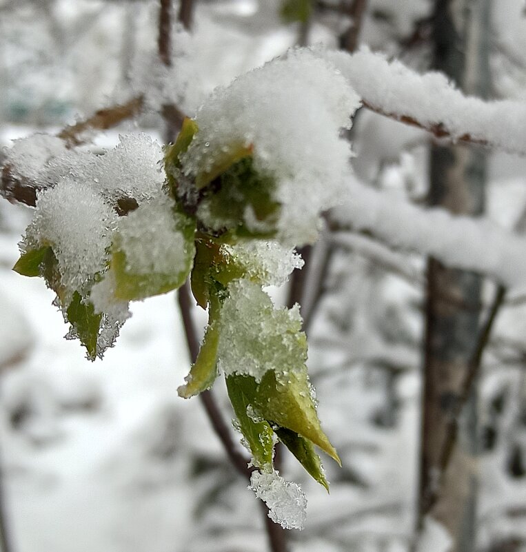 Сирени кустик обманулся... - veilins veilins