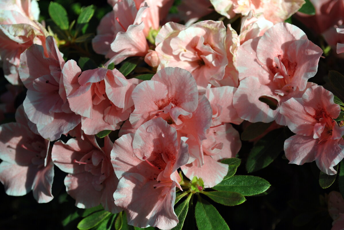 "Зови меня просто — Азалия." - AleksSPb Лесниченко