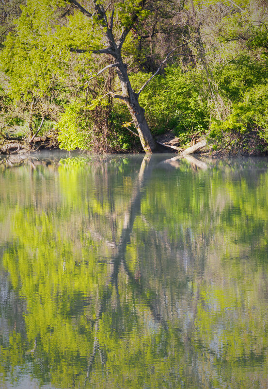Дерево из Пизы - Игорь Протасов