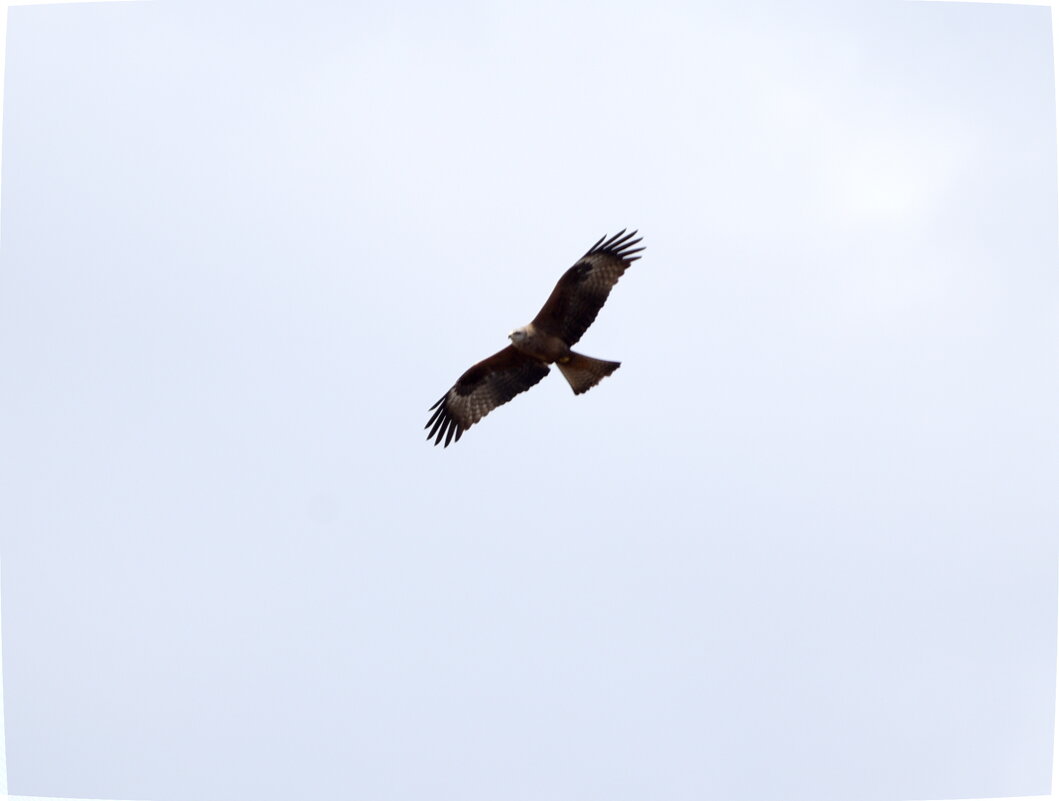 Чёрный коршун - Сергей Владимирович Егоров