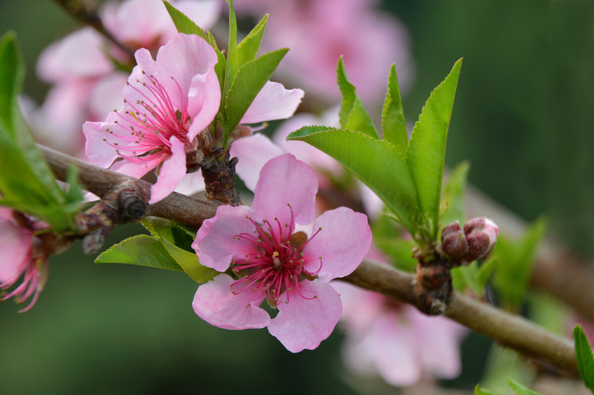 Персик...разрумянился... - Надежда Куркина 