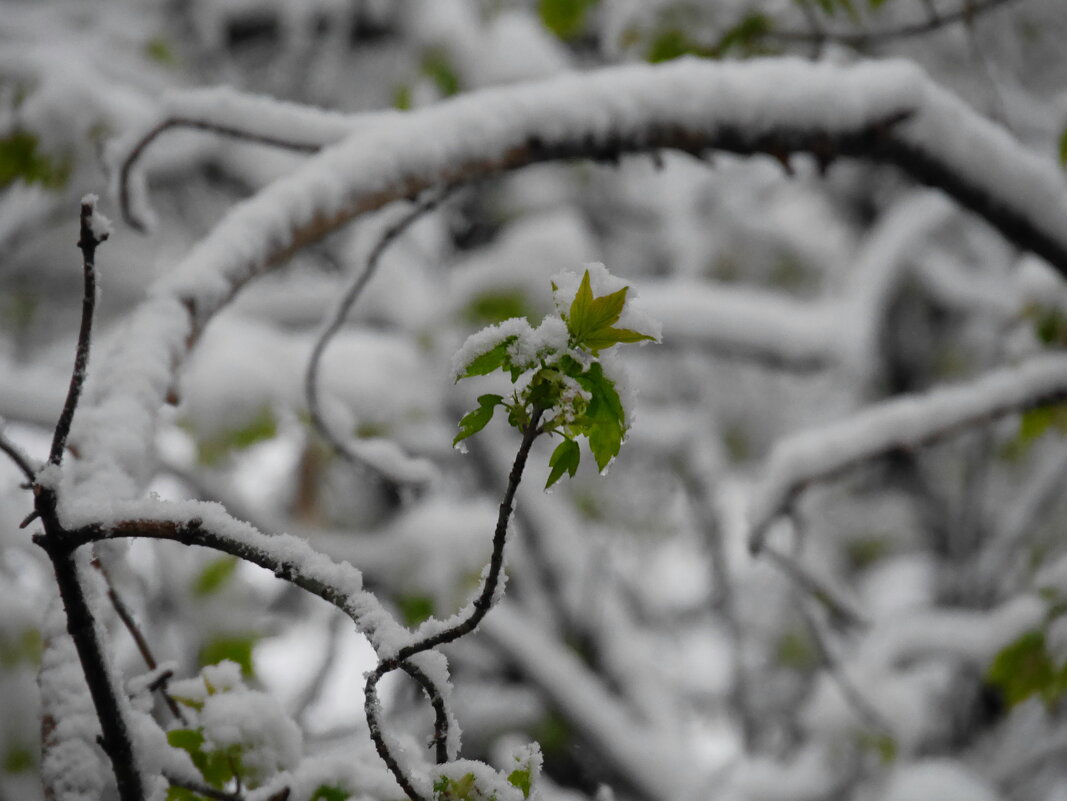 Апрельский саван... - Наталья Rosenwasser