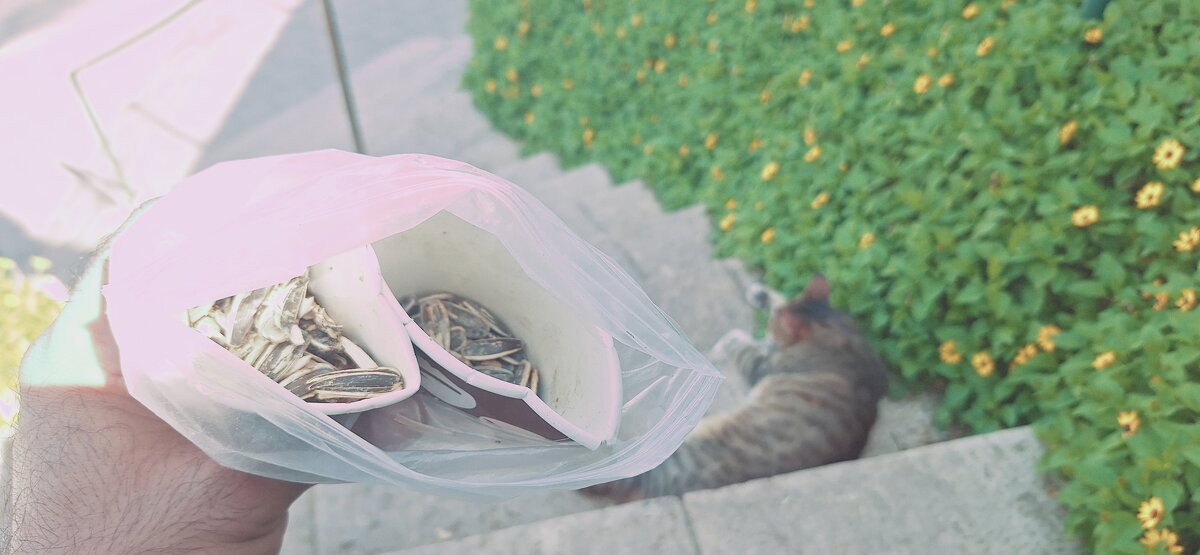 14  КЛОС (138) - CLOSE WAYS ALL