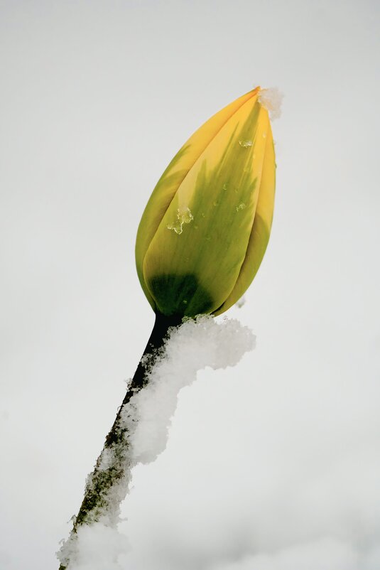 На Москву обрушился снегопад - александр 