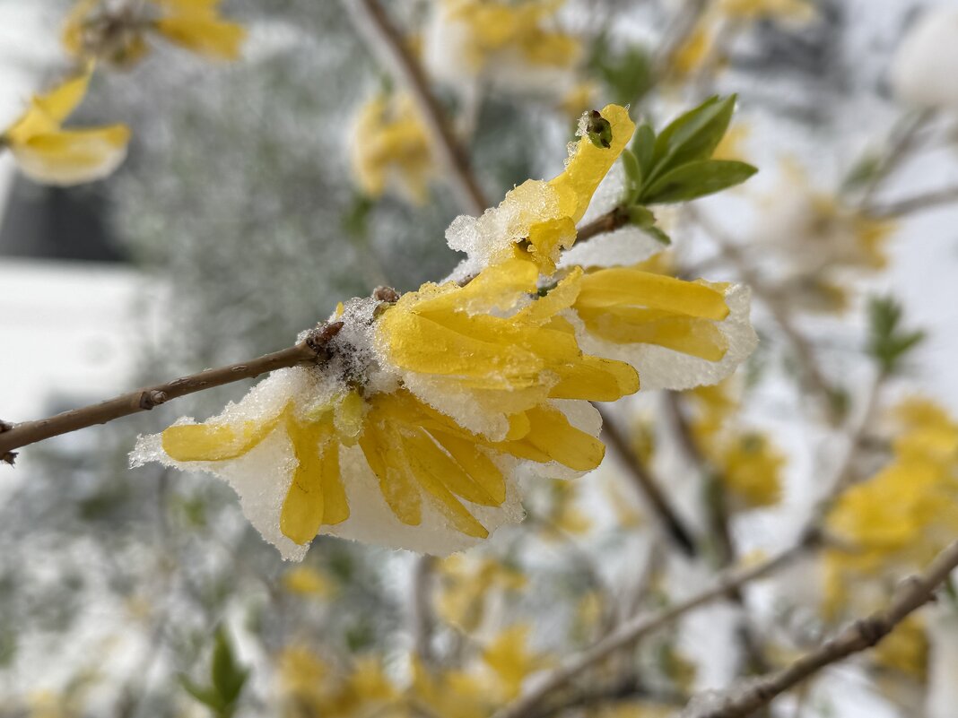 Снег в апреле - Pippa 