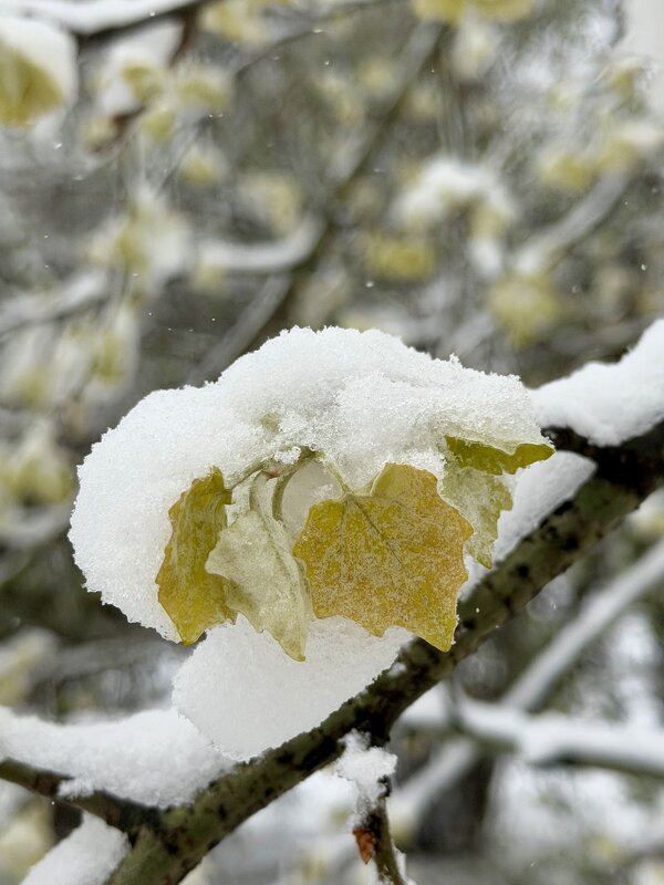 Снег в апреле - Pippa 