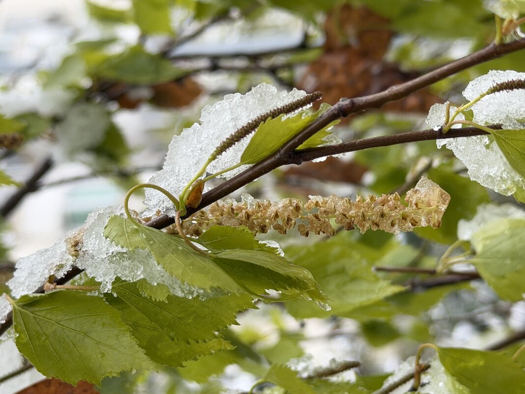 Снег в апреле - Pippa 