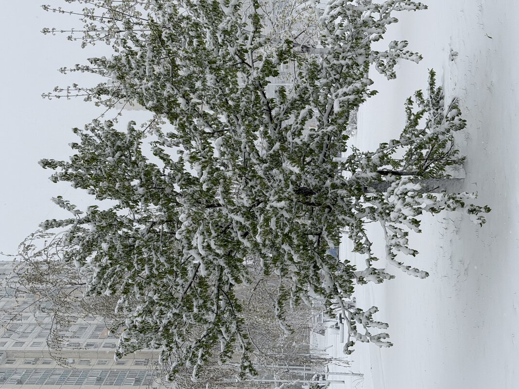 Снег в апреле - Pippa 