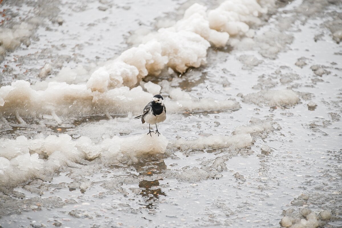 Трясогузка в шоке - Валерий Иванович